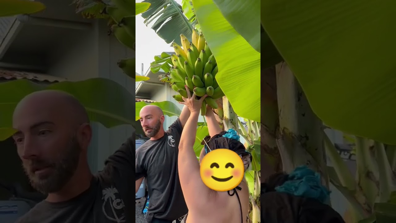 cutting down bananas in Hawaii 