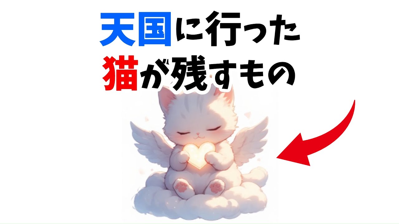 【会えなくても繋がる】猫が天国に行った後に飼い主に起こること12選