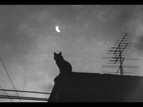 Hein(tje) Simons - Bei Nacht sind alle Katzen grau ( 1979 )