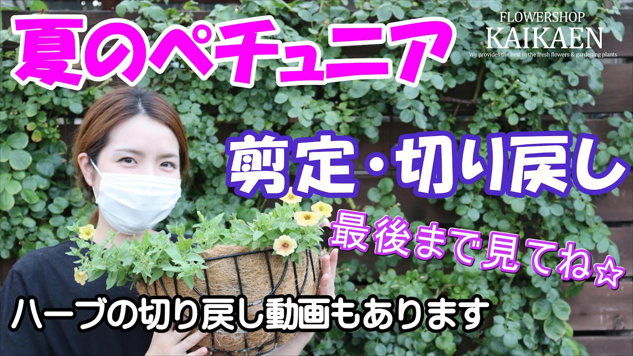 夏 ペチュニア　ハーブ　アリッサム　剪定・切り戻し方法・お手入れ方法【おうちでガーデニング】開花園チャンネル