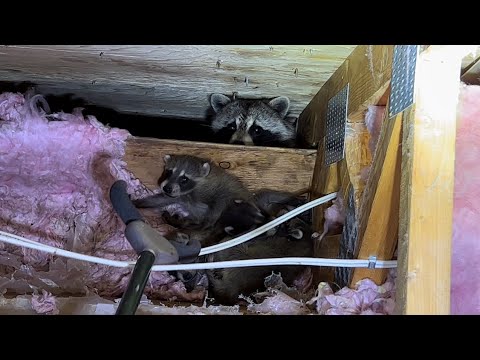 功夫浣熊】：markham Wild animal control 在加拿大怎样可以永久