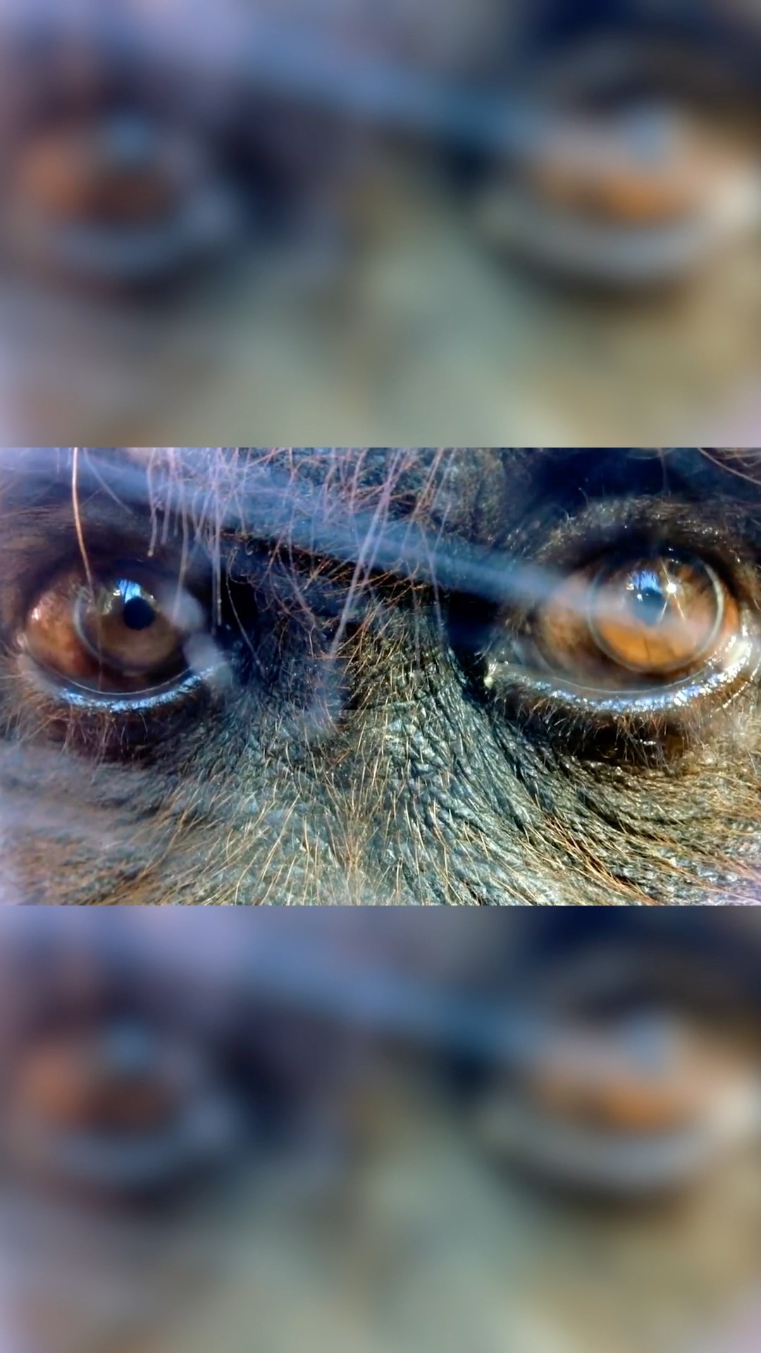 How To Lure A Gorilla With Your Phone