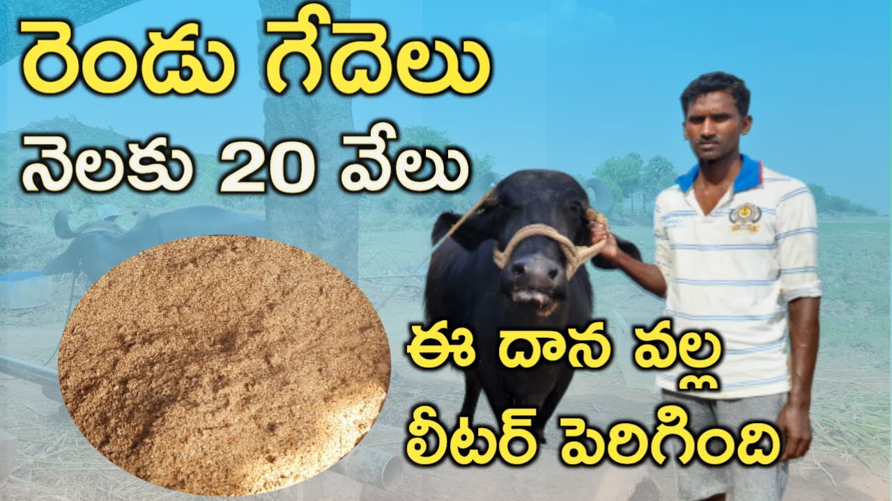 రెండు గేదెలు నెలకు 20 వేల ఆదాయం|Two buffaloes dairy farm|amthampet|mallesh adla|