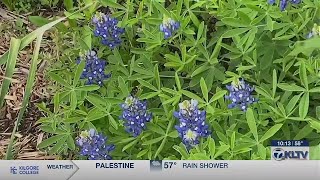 Is it actually illegal to pick Texas’ state flower, the bluebonnet?