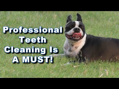 Vídeo: 3 maneiras simples de manter os dentes de Boston Terrier limpos