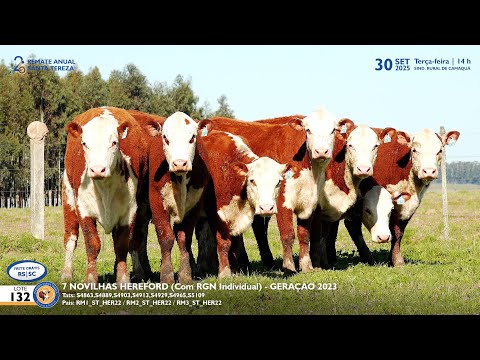 LOTE 132 7  NOVILHAS HEREFORD Est  Madrinha