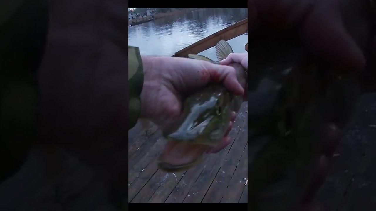 HOW TO BEST WAY TO FISH PIKE IN WINTER (Sweden Winter Fishing)