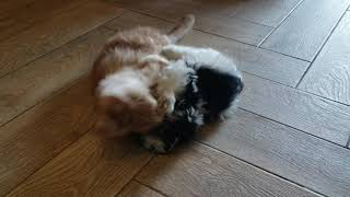 Котенок и щенок дерутся Мейн кун и бивер йорк Видео про животных Котенок и щенок дерутся Мейн кун и бивер йорк Видео про животных