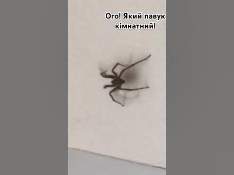Ого! Який павук кімнатний! - YouTube