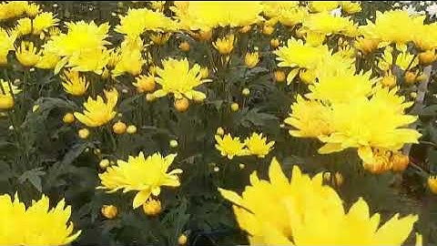 hoa cúc vàng cánh dài