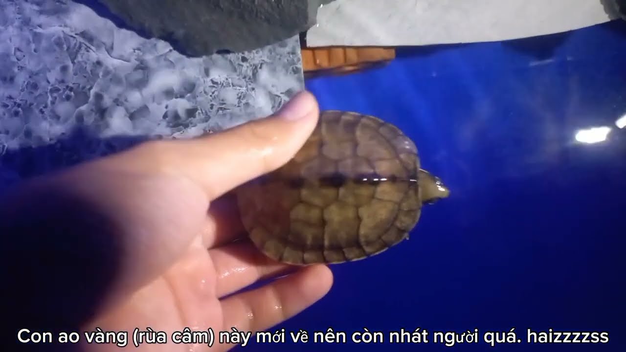 REVIEW ĐÁM RÙA NHÀ MÌNH: RÙA BỤNG VÀNG, RÙA AO VÀNG, RÙA CỔ SỌC, RÙA ĐÁ ...