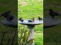 🙆🏻♀️My birdbath is the busiest place in my garden 🐦💦#garden #birdbaths #birds #youtubeshorts