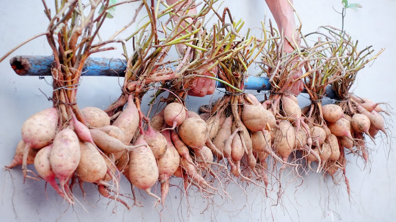 How to grow Sweet Potatoes at home with lots of tubers, easy for