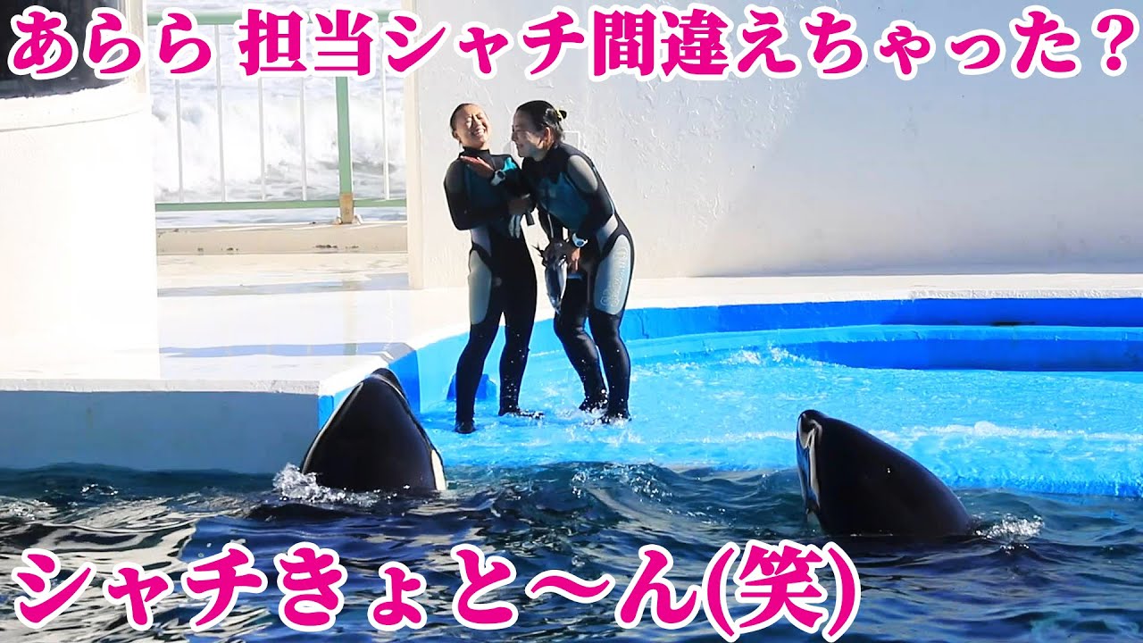 担当シャチ間違えちゃうトレーナーさんグッジョブ!! 鴨川シーワールド シャチショー KamogawaSeaWorld