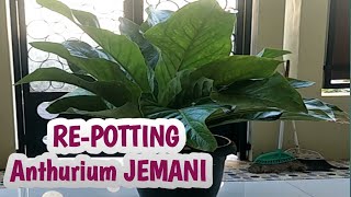 Re-Potting Anthurium Jemani supaya lebih serasi ll Video 26