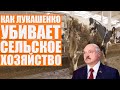 Лукашенко развалил колхозы: обосранные коровы, низкий урожай, нищета