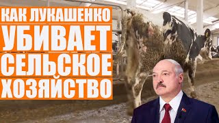 Лукашенко развалил колхозы: обосранные коровы, низкий урожай, нищета