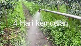 Safe way to eradicate GRASS on chili plants 100% SUCCESSFUL ??