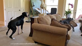 Great Dane Puppy Runs Zoomies U0026 Drops U0026 Flops For A Nap  Gone In 30 Seconds