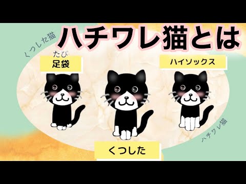 【猫】ハチワレ猫とは【雑学・豆知識】Hachiware cats