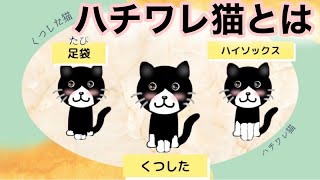 猫】ハチワレ猫とは【雑学・豆知識】Hachiware cats - YouTube