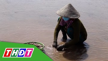 Biển Gò Công vào mùa thu hoạch nghêu | THDT