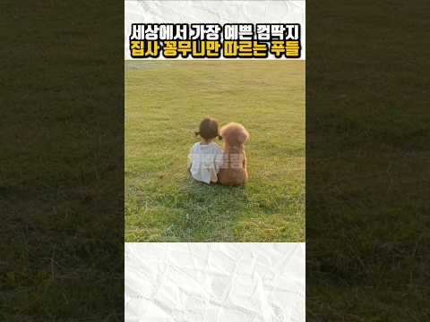 세상에서 제일 친한 꼬마 집사와 껌딱지 푸들 🐶❤️#푸들 #반려견 #Shorts thumbnail