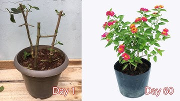 Cách nhân giống cây ngũ sắc từ cành giâm | cách trồng cây ngũ sắc từ cành