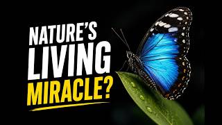 No Single Butterfly Finishes The Migration.