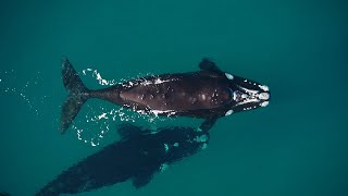 Whale Project uses drones for Conservation Research