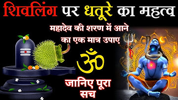 शिवलिंग पर धतूरा चढाने से क्या होता है | Shiv Ji Par Dhatura Kaise Chadhaye