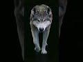 wolf #rabbit #wolf