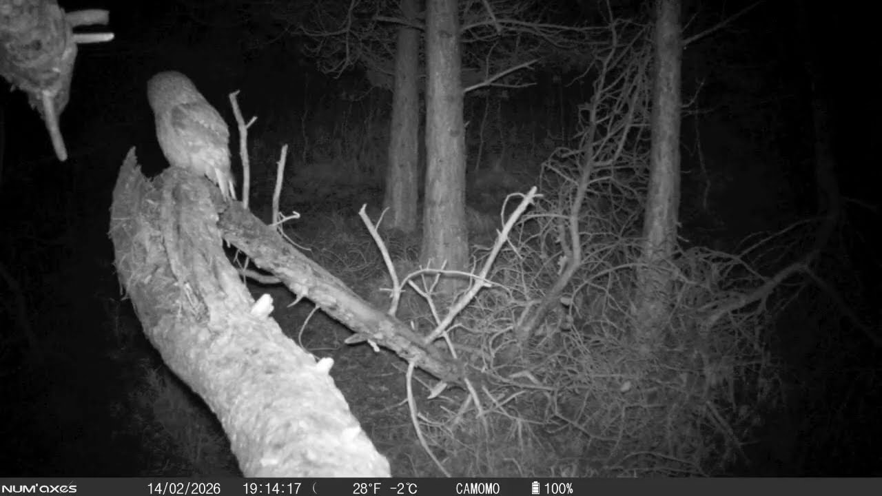 Second Week of February 2026 pt 3: 12-14 February