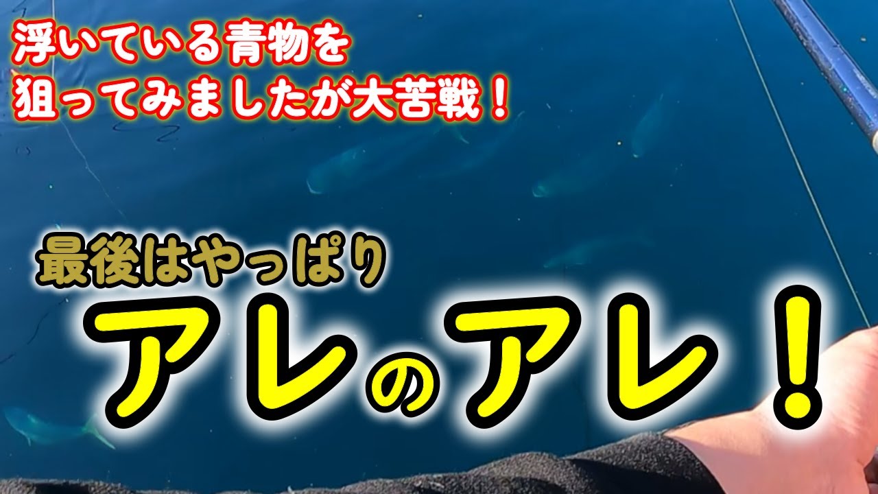 【海上釣堀】浮いている青物に大苦戦！アレのアレに一直線！