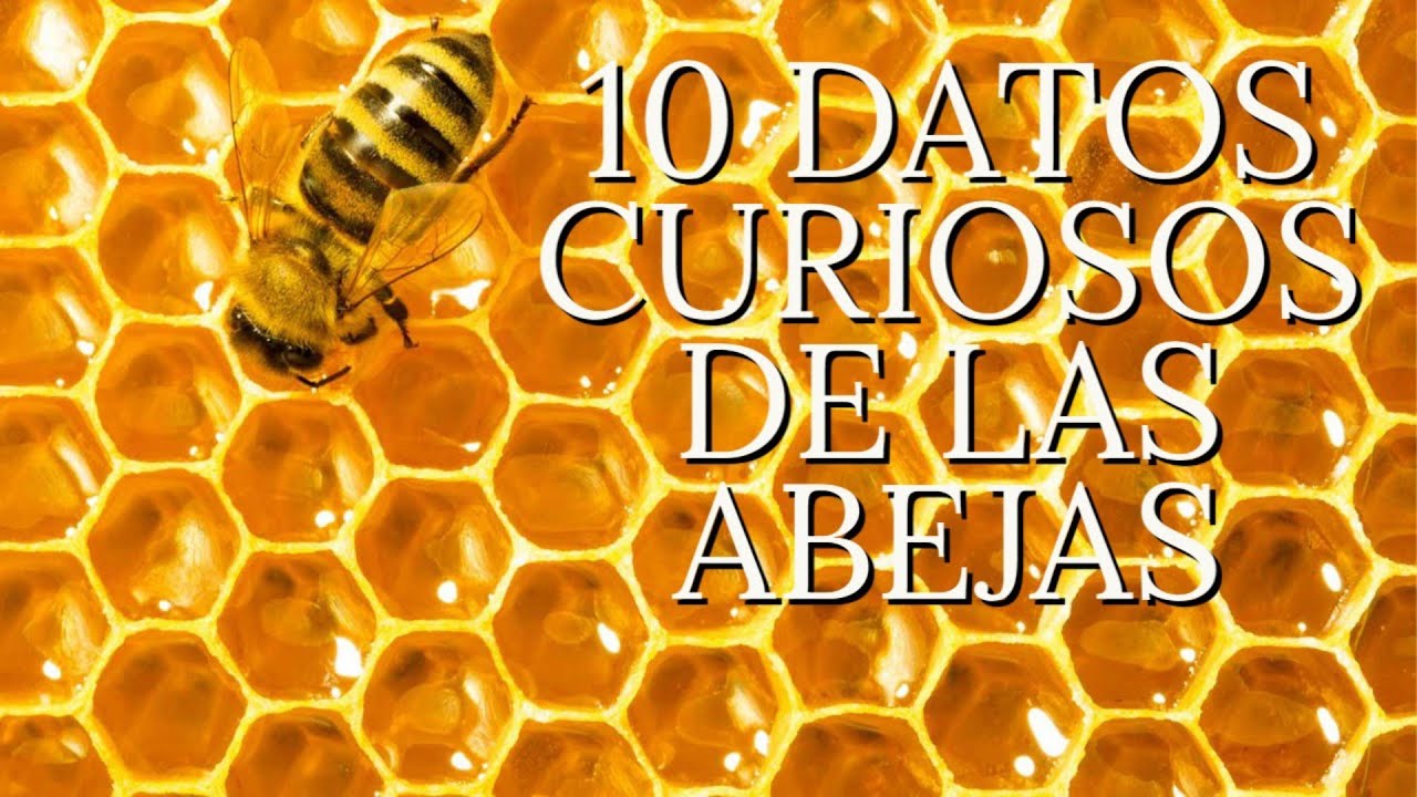 10 Curiosidades de las ABEJAS que NO conocías - YouTube