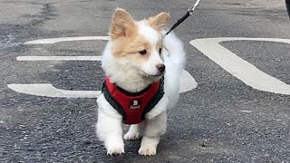 Dog going for a walk for the first time after birth