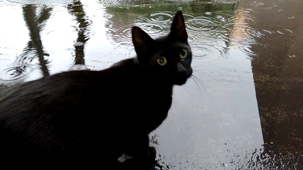 chuva na amazônia Rico, the black cat, watching the rain