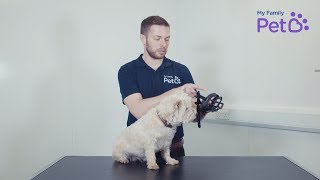 How to Muzzle Train Your Dog - My Family Vets