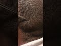 **Snippet** It’s growing back!