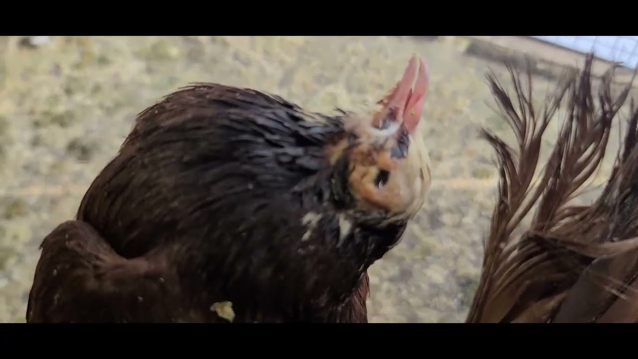 اخوان شوفلي هذا الفيديو والتعليق الكم متروك. ♥♥♥♥♥