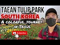 Korea vlog  taean tulip festival 2023  colorful journey in seoul south korea