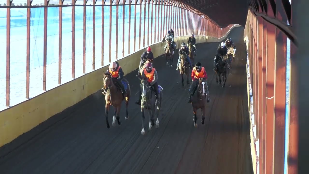 スカーレットテイル2024　2026年2月