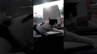 This Cat Can't Wait to Arrive 😹🚗 #cat #cute #animals