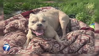 Man Attacked By Dog In Riverside Neighborhood Whio-Tv