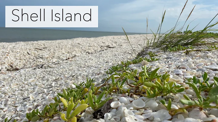 Shell Island Shelling. Pre-Hurricane Ian Shelling ...