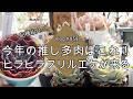 【Vlog859】【多肉植物】今年の推し多肉はこれ!ヒラヒラフリルエケが来る【品種紹介】