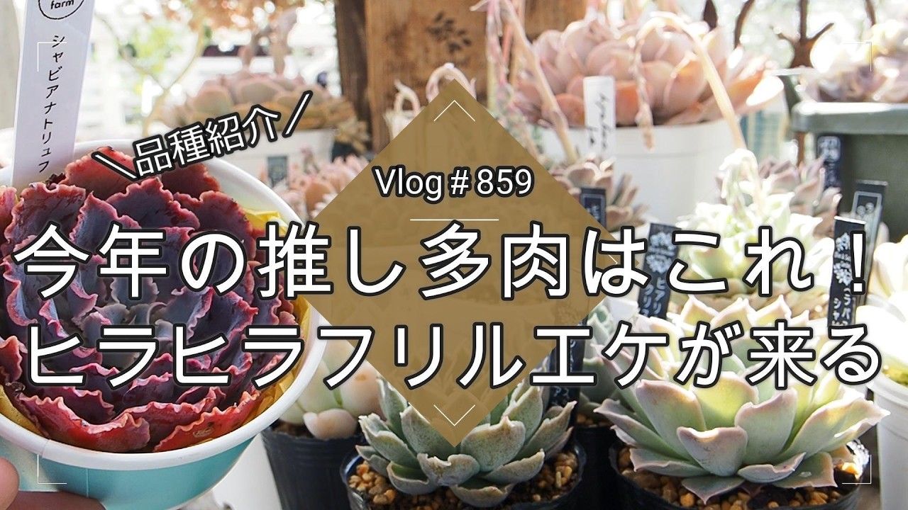 Vlog859] [Succulents] This year's must-have succulent! The frilly