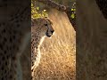 Tiger came to eat honey।बाघ शहद खाने आया#africa #shorts 🐅🦗🍯