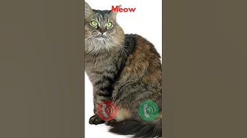 cat calling #ringtone #smartphone #music #ringtones #song #cat #funnycallringto #funny