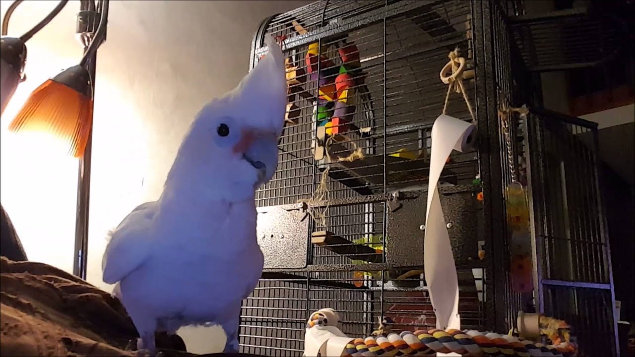 Memphis, Goffin's Cockatoo, Hop, Hop, Hopping! YouTube